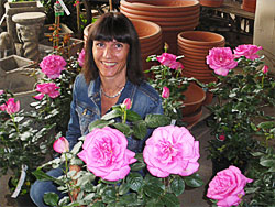 Neu Edelstrauchrose Lady Like Neu Edelstrauchrose Lady Like