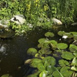 stauden-wasserpflanzen