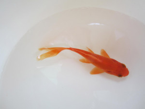 Tiefroter chinesischer Goldfisch: kräftig rote Farbe