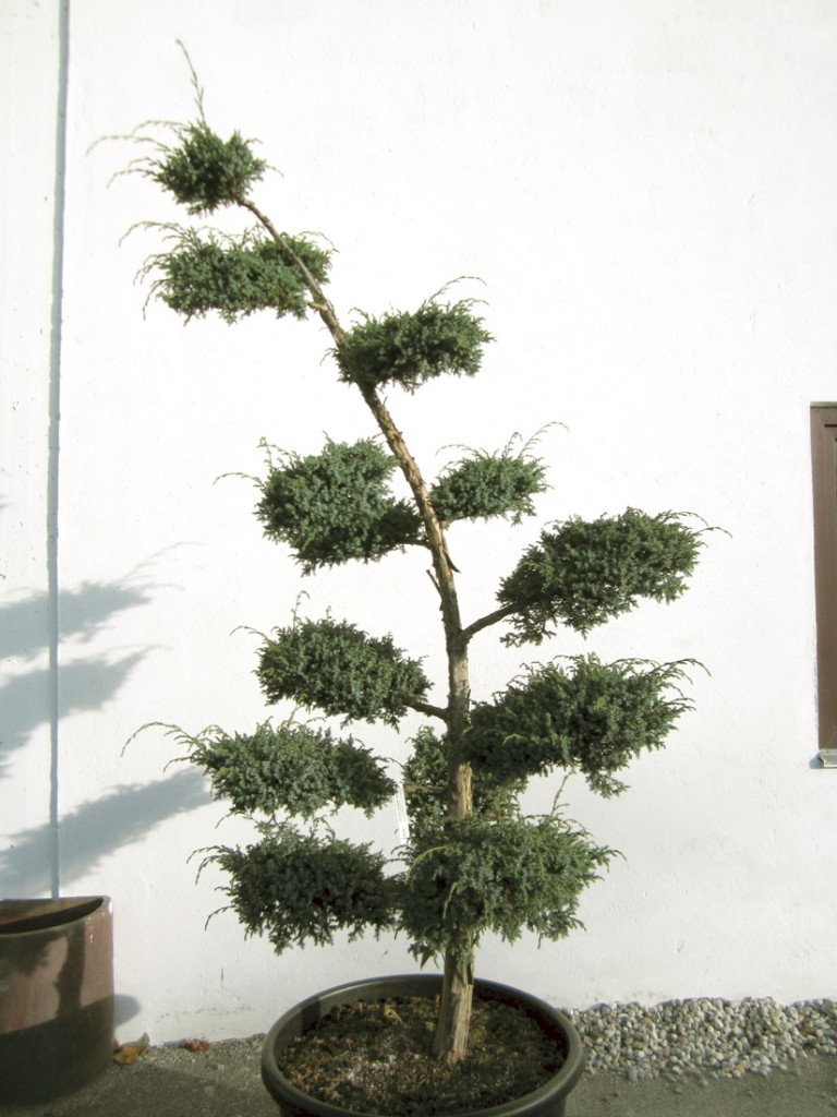 Bonsai