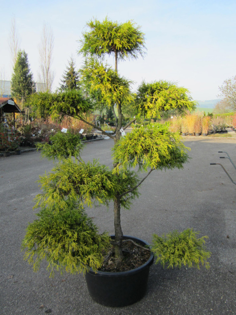 Bonsai