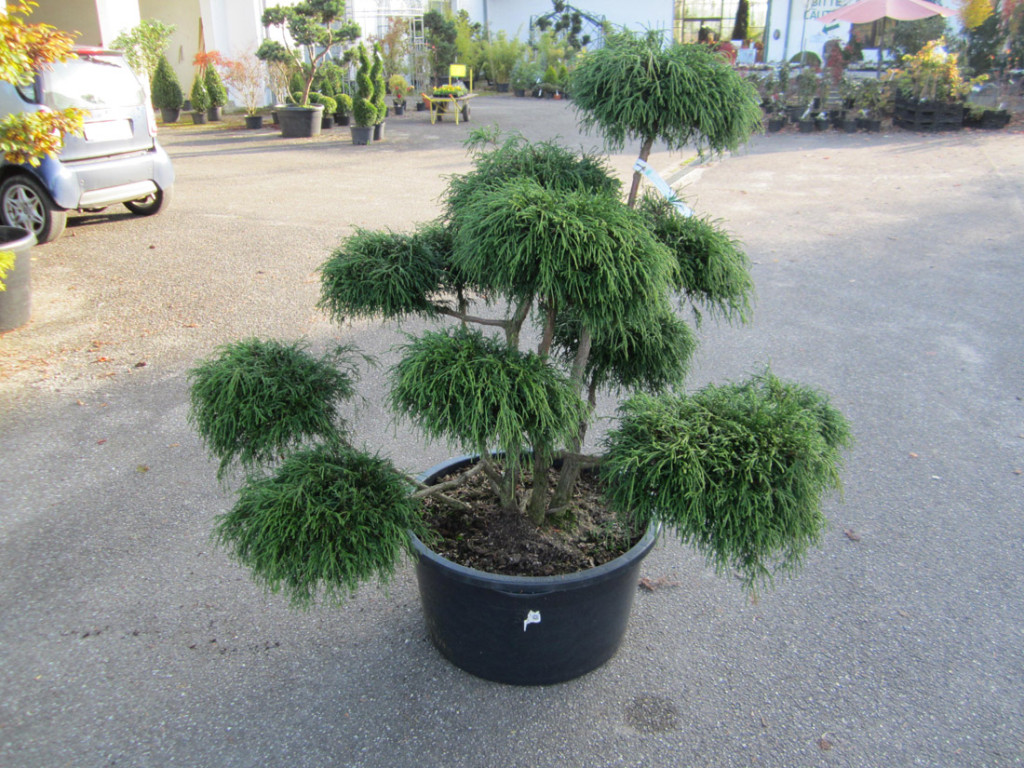 Bonsai