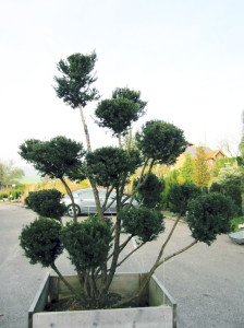 Bonsai