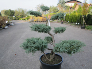 Bonsai