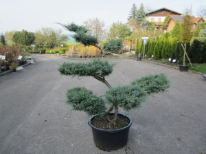 Bonsai